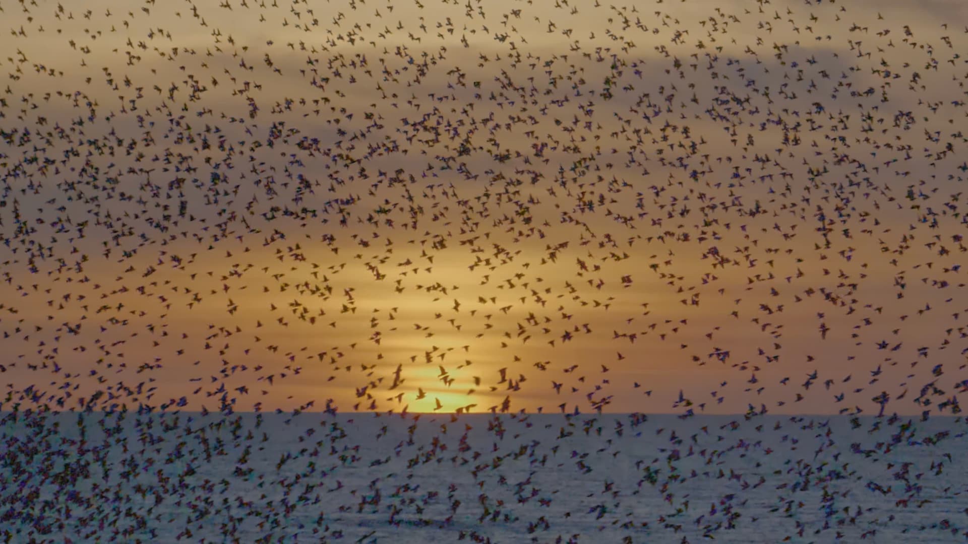 Ye Ku - Birdsong (official videoclip)